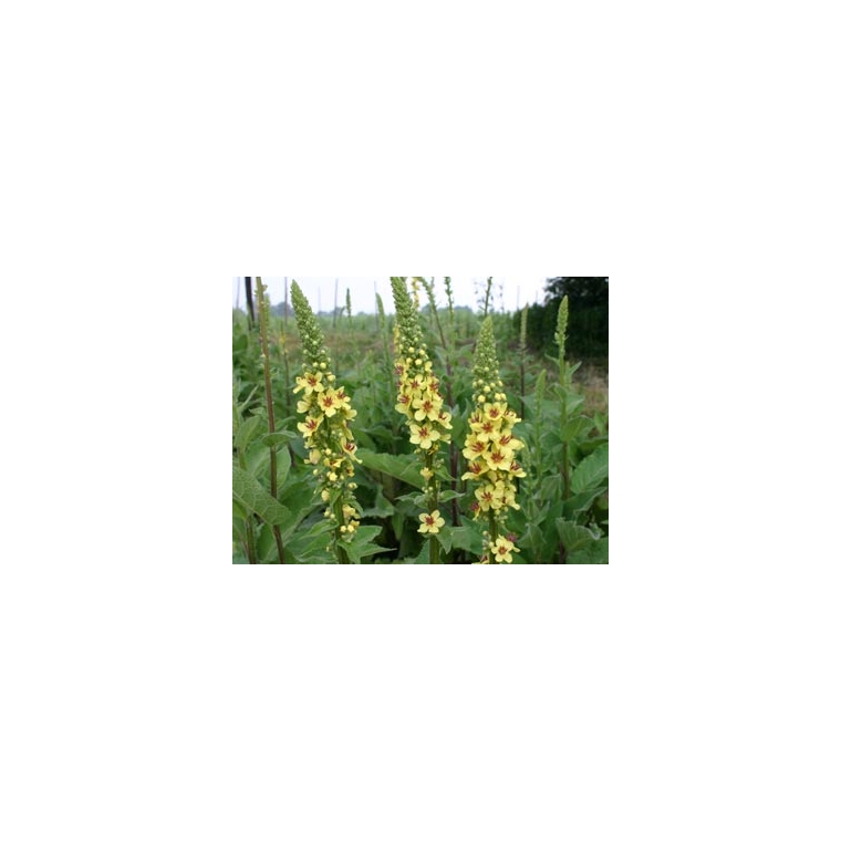 Verbascum nigrum