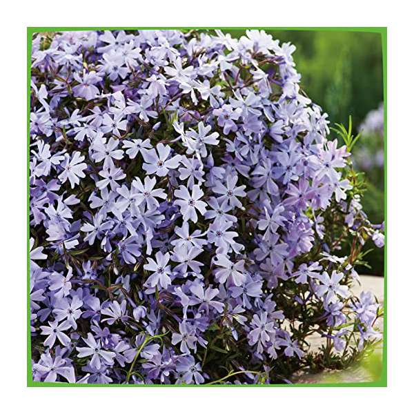 Phlox subulata'Oakington Blue Eyes'