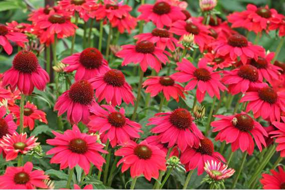 Echinacea purpurea'Lakota Red'