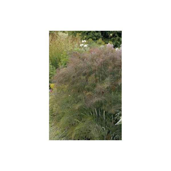 Foeniculum vulgaire'Giant Bronze'