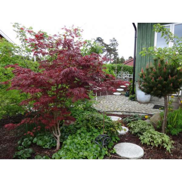 Acer palmatum'Trompenburg' 