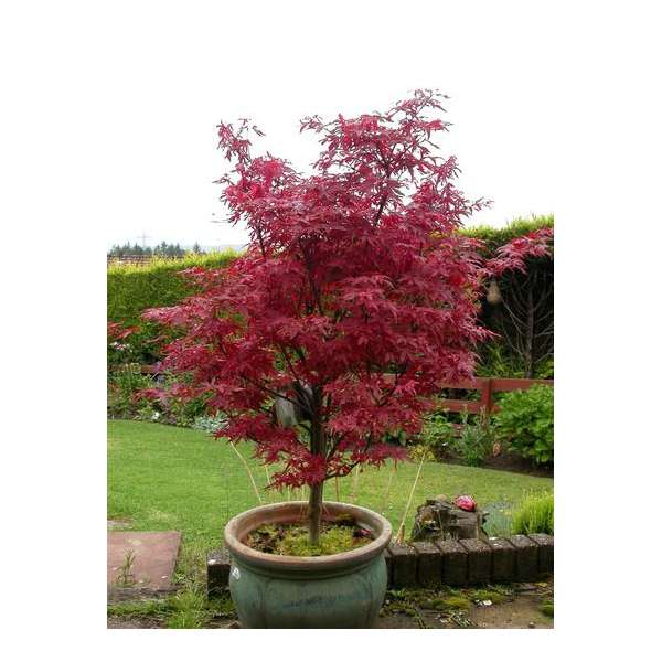 Acer palmatum'Skeeter's Broom' 