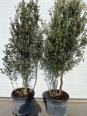 Quercus ilex 