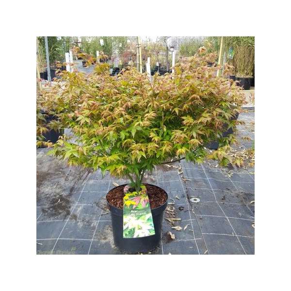 Acer palmatum'little Princess' 