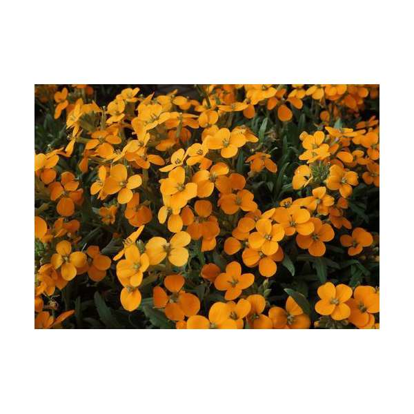 Erysimum'Orange Flame'