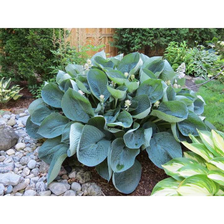 Hosta'Abiqua Drinking Guard'