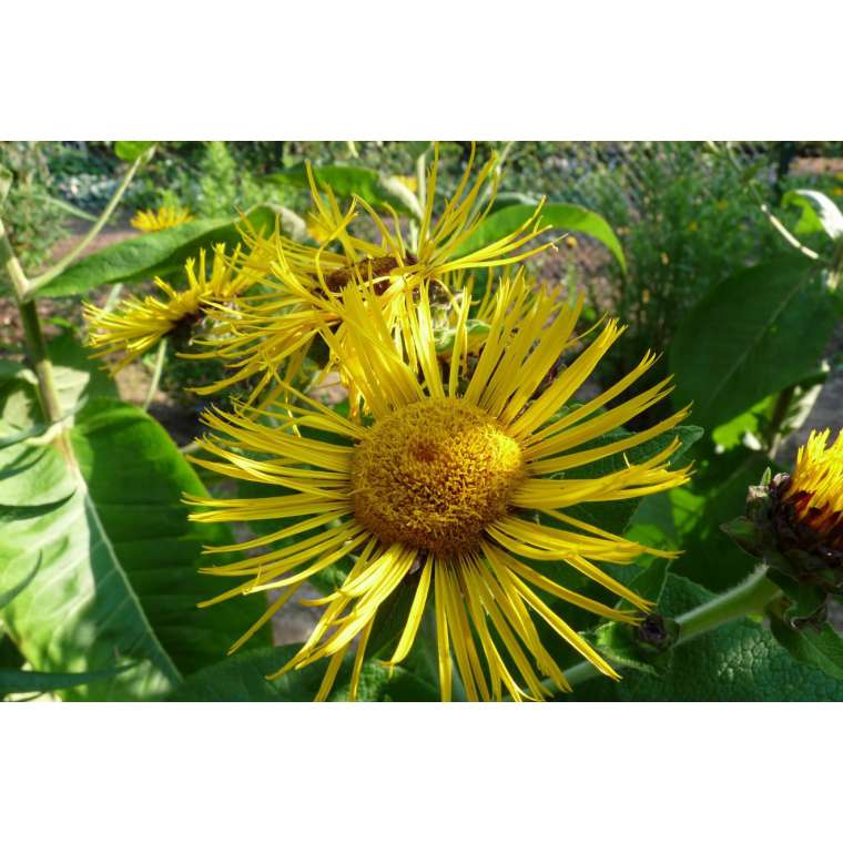 Inula helenium