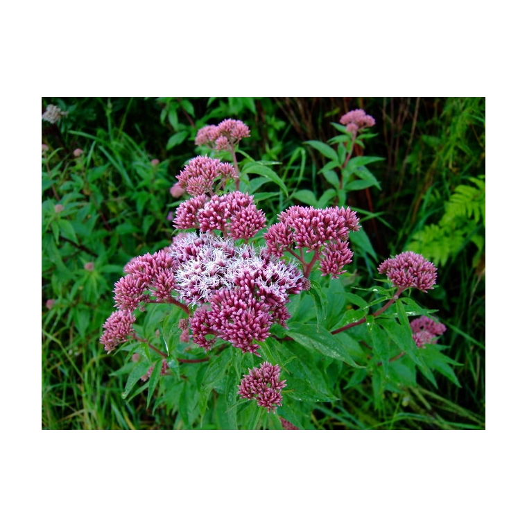 Eupatorium cannabinum