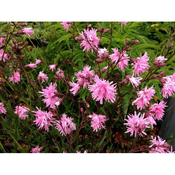 Lychnis'Petit Jenny'