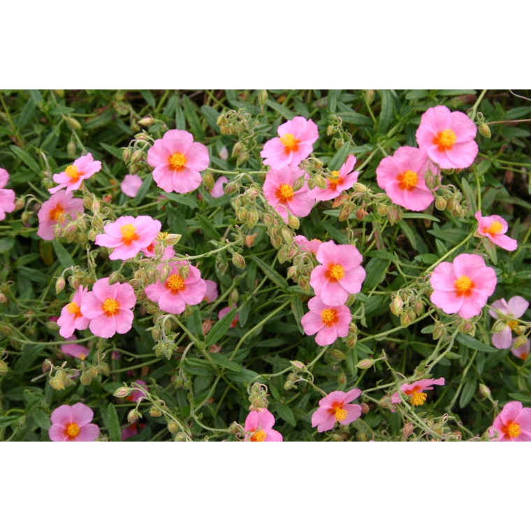 Helianthemum hybride'Wisley Primerose''