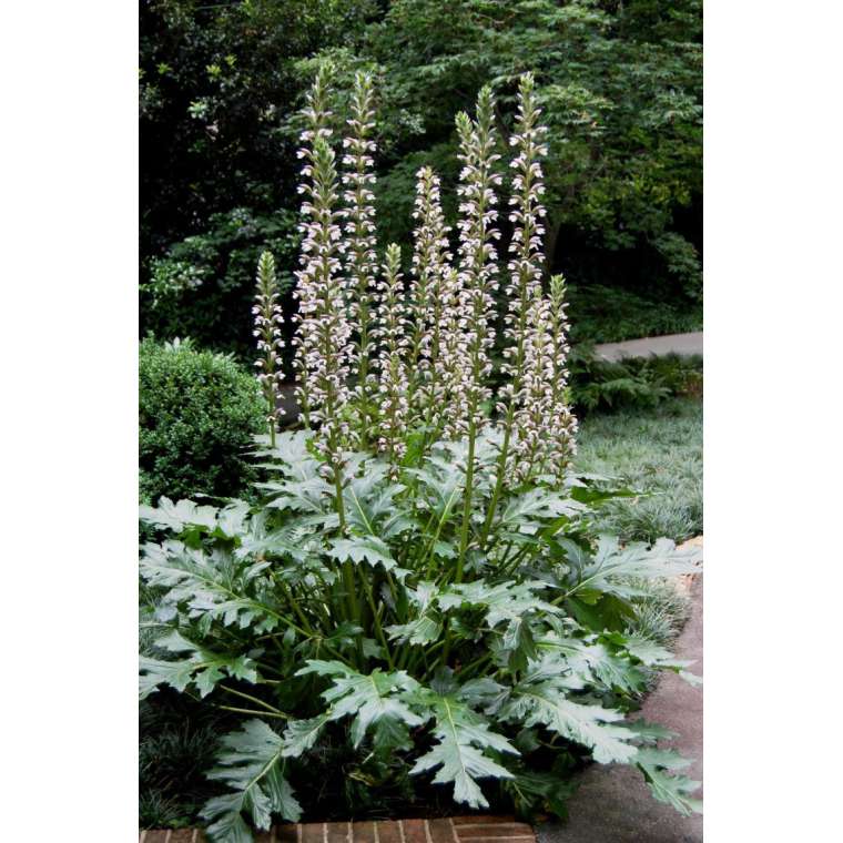 Acanthus'Summer Beauty'