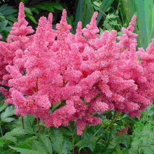 Astilbe arendsii'Gloria Purpurea'