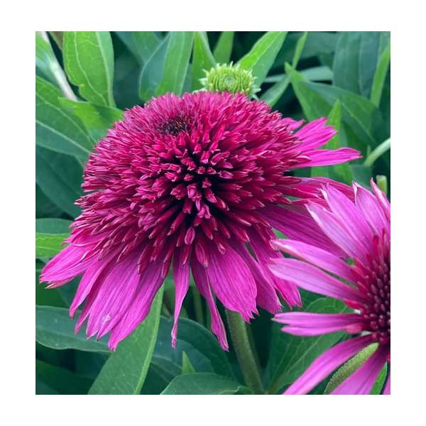 Echinacea'Blueberry Cheesecake'