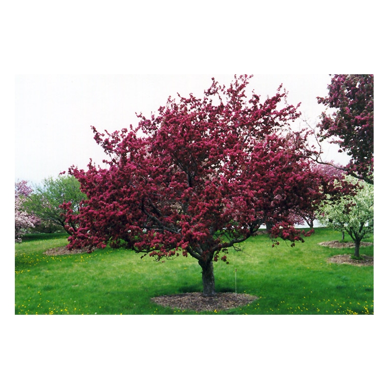 Malus'Profusion' 