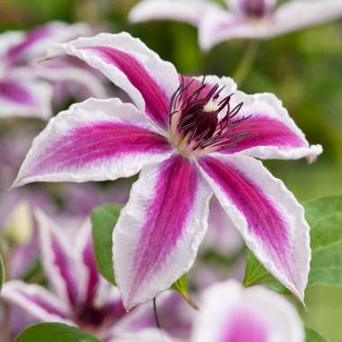 Clematis'Pamina' 