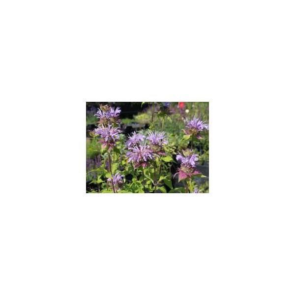 Monarda'Elsie's Lavender'