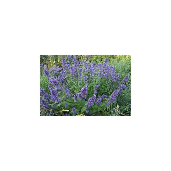 Nepeta'Weinheim Big Blue'