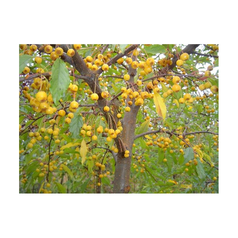 Malus'Golden Henry' 