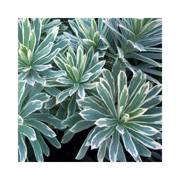 Euphorbia characias'Silver Edge'