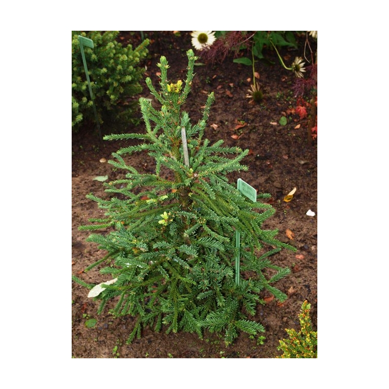 Abies procera'Rattail' 