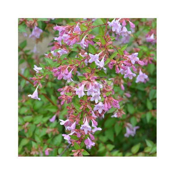 Abelia'Ping Pong' 