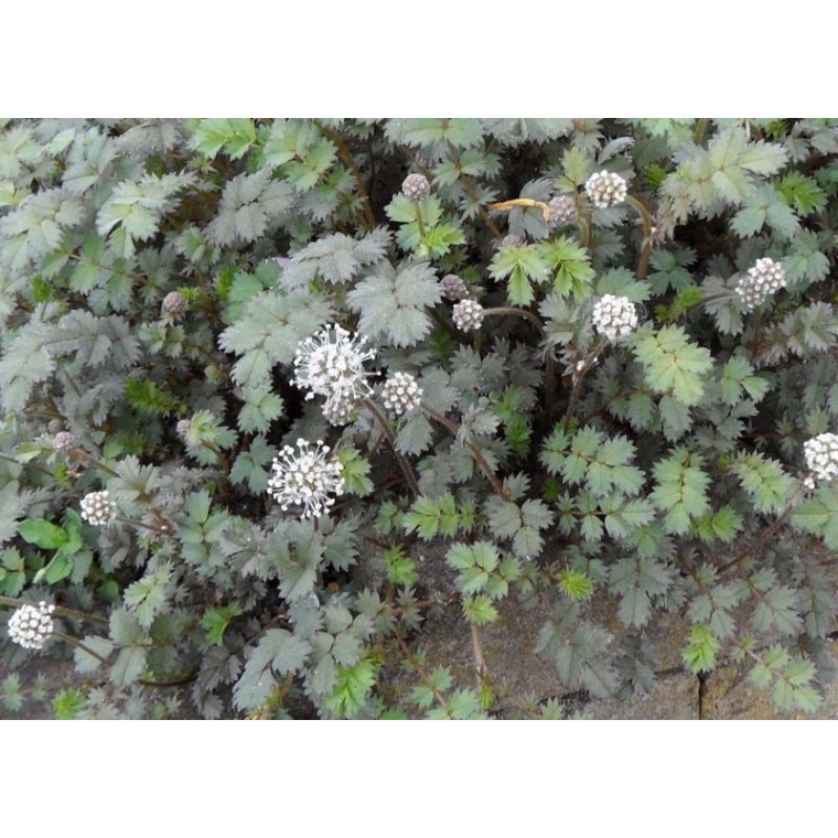 Acaena buchananii