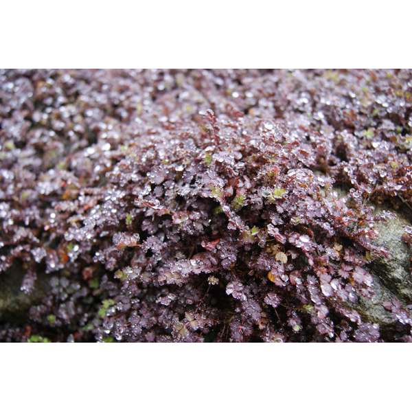 Acaena interms'Purpurea'