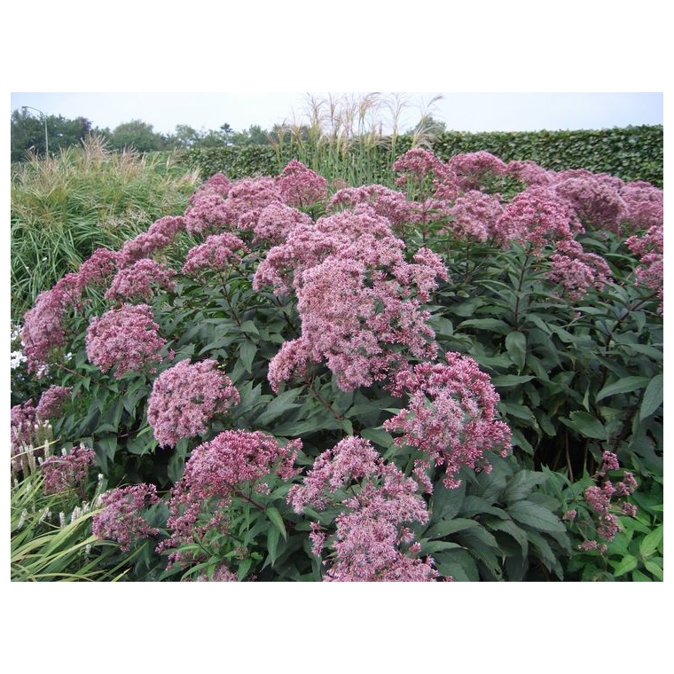 Eupatorium maculatum'Riesenschirm' 