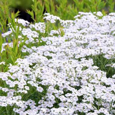 Achillea cartilaginea'Silver Spray'