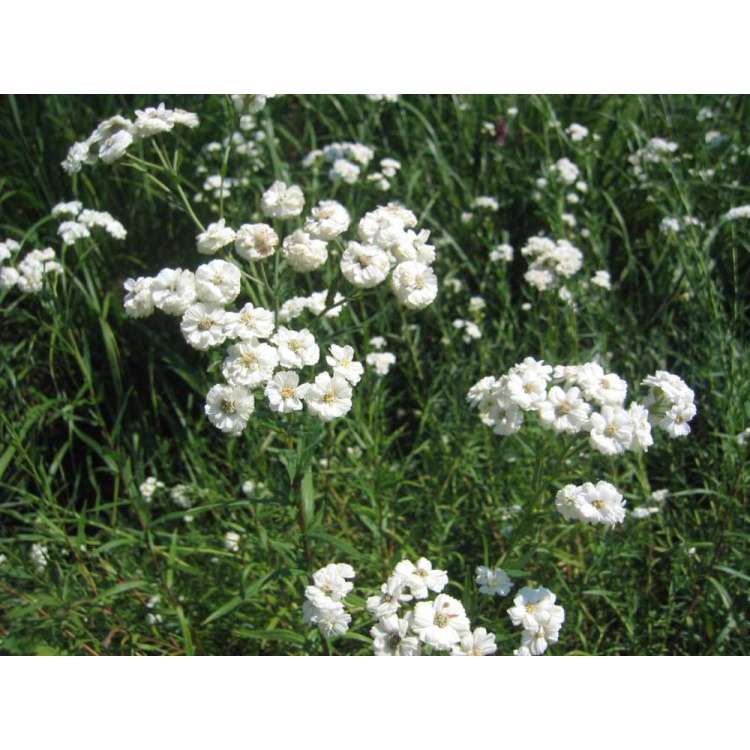 Achillea ptarmica'Schneeball'