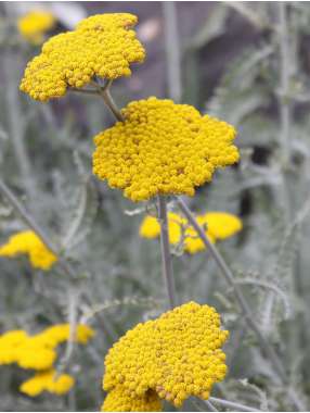 Achillea clypeolata