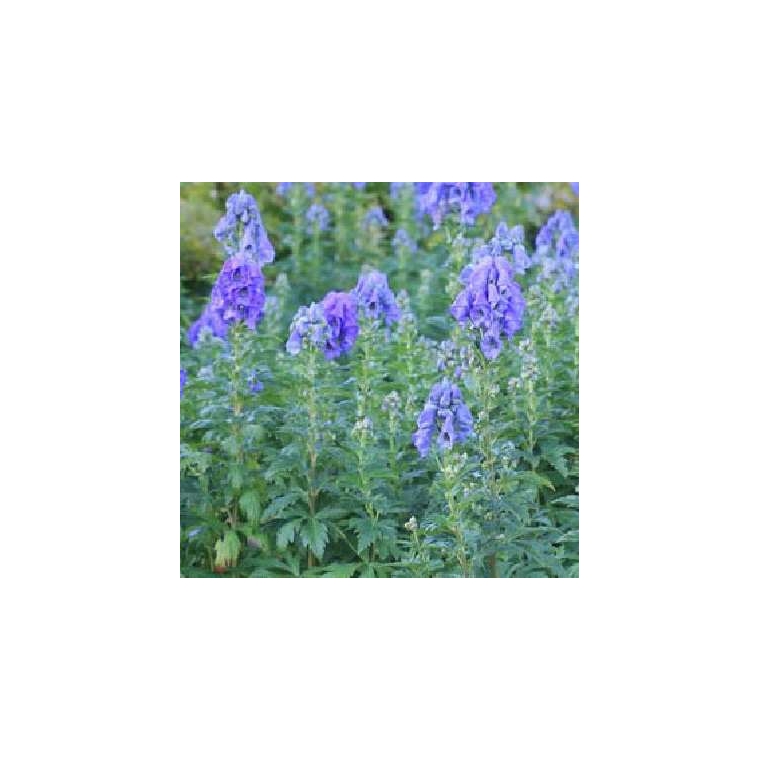 Aconitum carmichaelii'Arendsii'