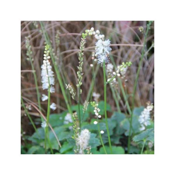 Actaea japonica'Cheju-Do'