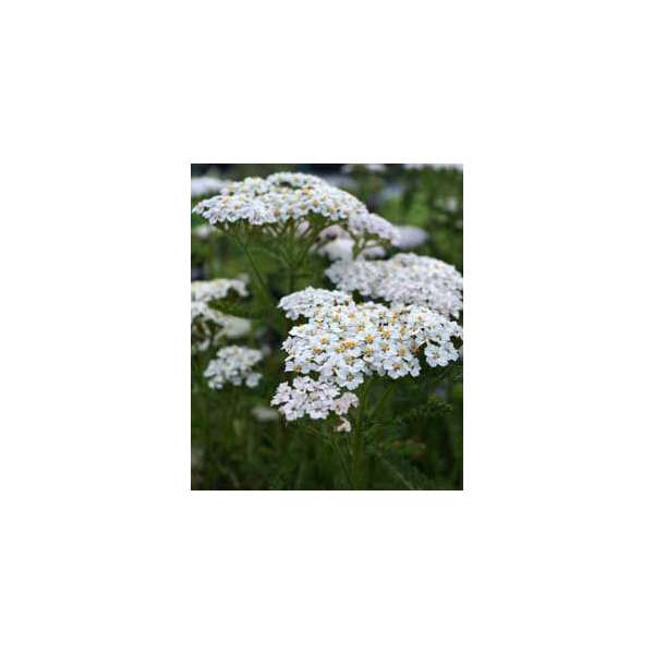 Achillea filipendulina'Heinrich Vogeler'