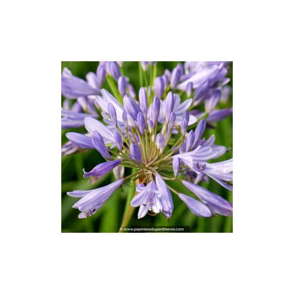 Agapanthus'Pitchoune Blue'