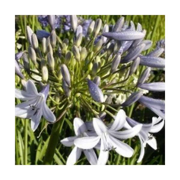 Agapanthus'Silver Baby'