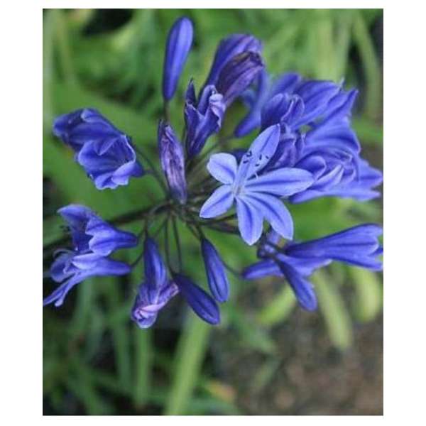 Agapanthus'Tornado'