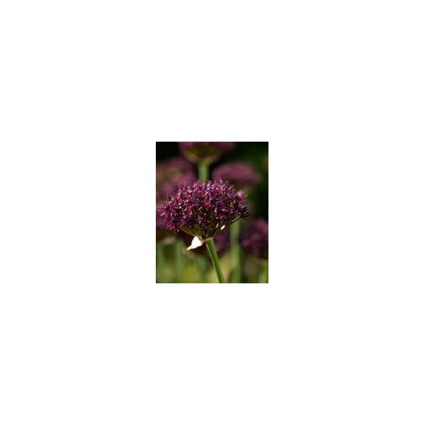 Allium afltunense'Purple Sensation'