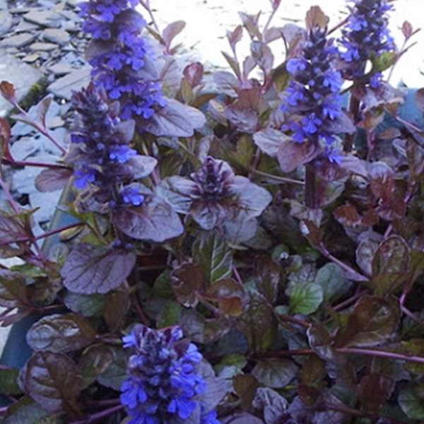 Ajuga reptans'Mahogany'