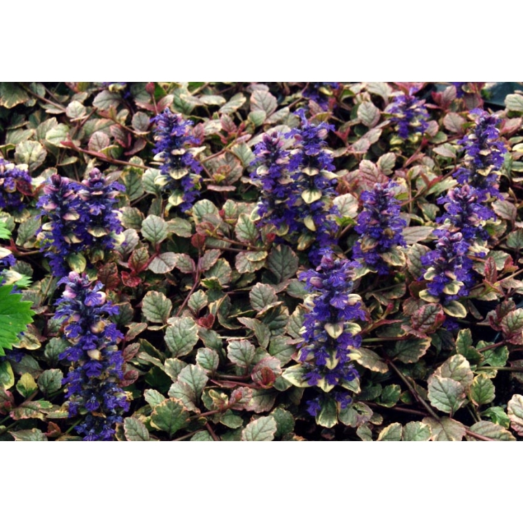 Ajuga reptans'Burgundy Glow'