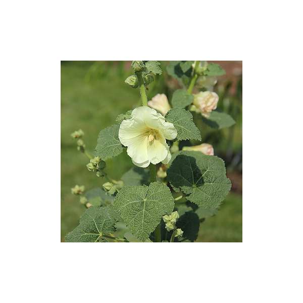 Alcea rosea'Sunshine'