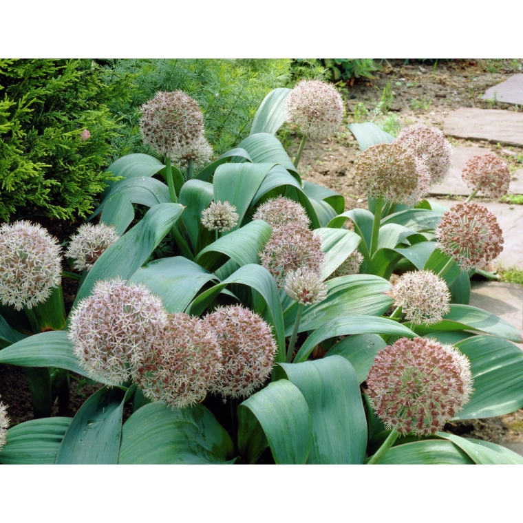 Allium karataviense