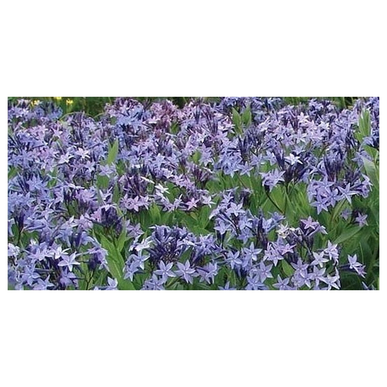 Amsonia'Blue Ice'