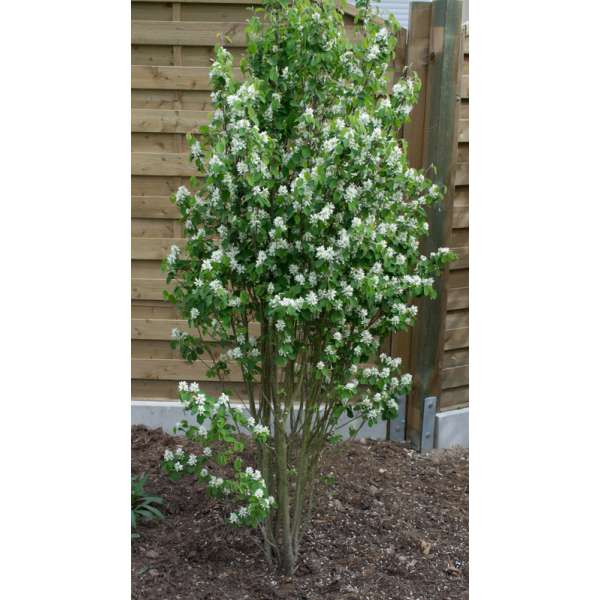 Amelanchier alnifolia'Obelisk' 