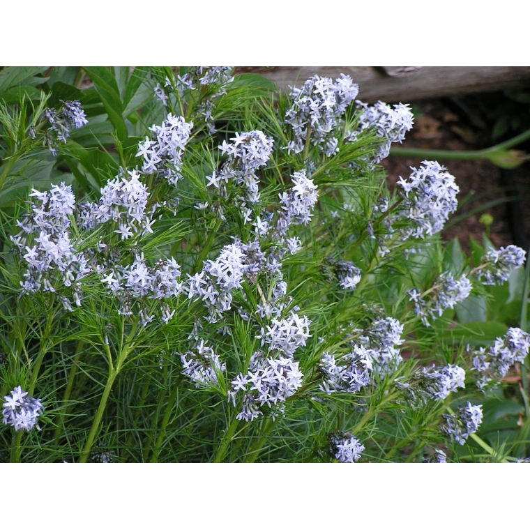 Amsonia hubrichtii