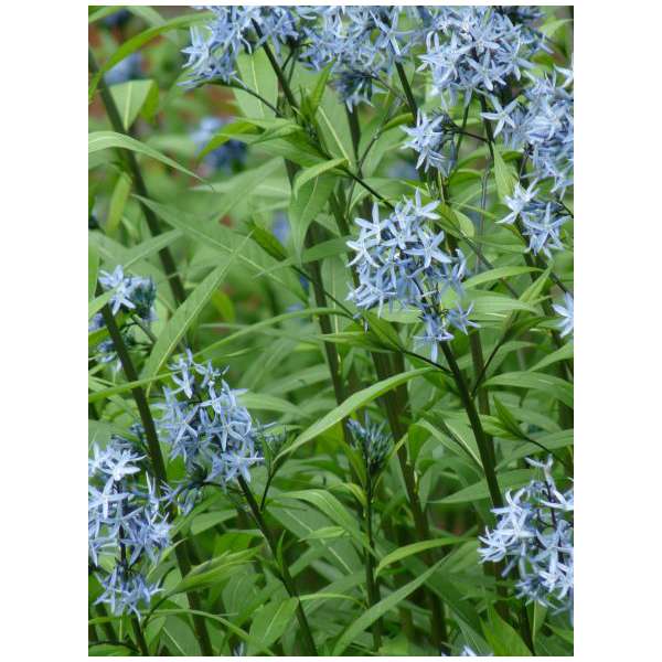 Amsonia tabernaemontana'Stella Azul'