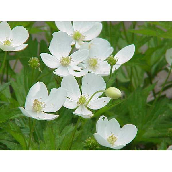 Anemone canadensis