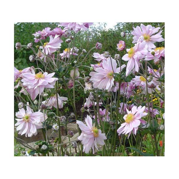 Anemone hybrida'Mont Rose' 