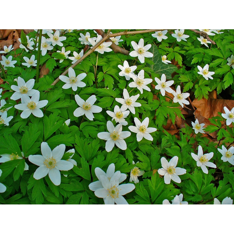 Anemone nemorosa