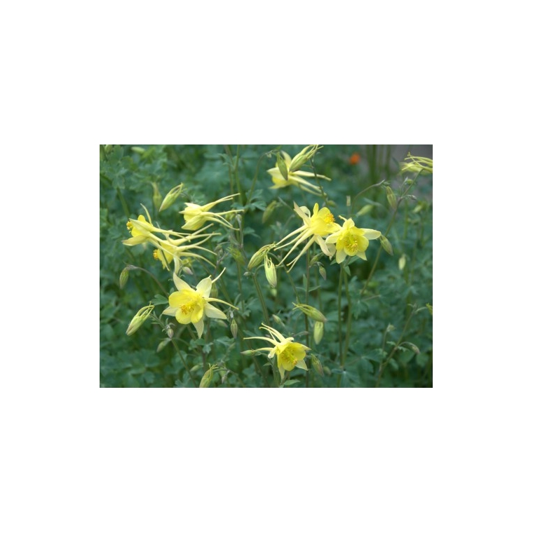 Aquilegia chrysantha'Yellow Queen'